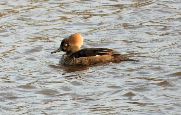 头戴头巾的Merganser母鸭游动着波涛汹涌的水面 — 图库照片