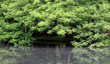 Bahar parkında yeşil akasya ağaçları