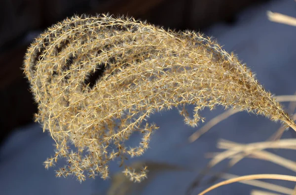 Dry Seeds Chinese Silver Grass — Stock Photo, Image