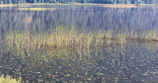 Reeds Calm Surface Lake — Stock Photo, Image