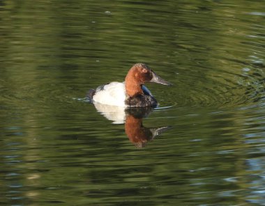 Yeşil sularda yüzen Canvasback ördeği