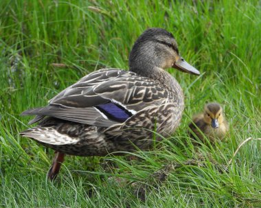 Mallard Duck annesi bebeğini gezdiriyor.          