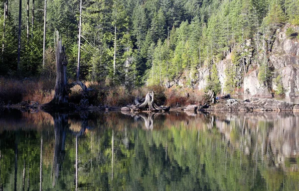 Δασικά Δέντρα Αντανακλώνται Στην Επιφάνεια Της Λίμνης — Φωτογραφία Αρχείου