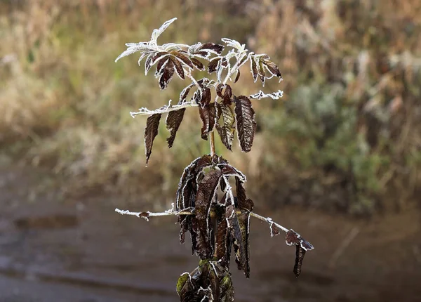Листья Сухой Травы Ледяными Хлопьями — стоковое фото