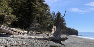 Kanada Pasifik kıyılarında sürüklenen ağaç dalları