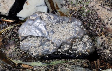 Sahilde garip bir taş ya da göktaşı var.