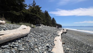 Vancouver Adası 'nın taşlı sahilinde kurumuş dallar.