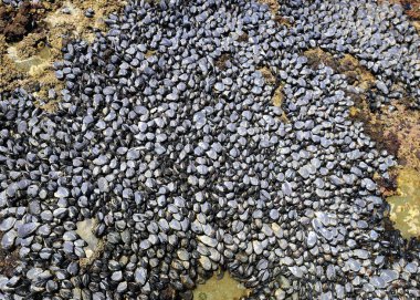 Dalgalar çekildiğinde kayaların üzerinde parlayan siyah midyeler.