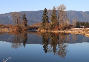  Yapraksız ağaçlar ve taze kar üzerinde öğleden sonra güneşi