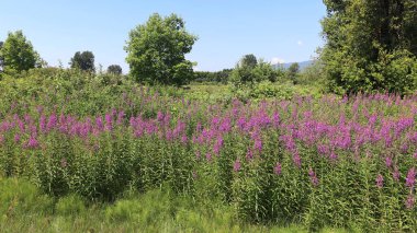 Yeşilliklerle çevrili pembe çiçekler.