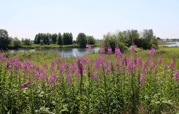 Purple flowers with river in the backdrop