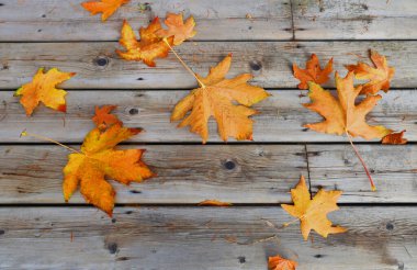 Ahşap bankta kuru akçaağaç yaprakları