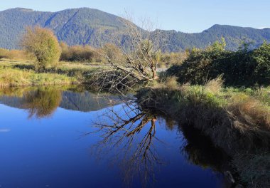 Bataklık gölünün kenarındaki kuru ağaç.