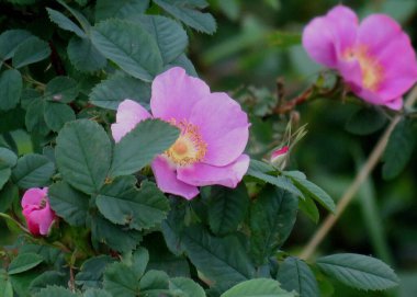 Doğal çevrede yabani pembe gül                               