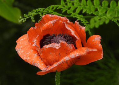 Doğulu Poppy 'nin solgun renkleri yaz sonu