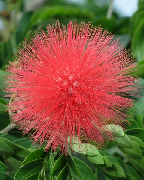 Flower of Red Powderpuff from family of Powder Puff plants