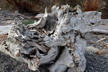 Stony Beach 'te ağaç kökleri.