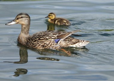 Mallard annesi gururla bebeğini gösteriyor.