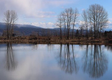 Sakin göletteki yapraksız ağaçların yansımaları.