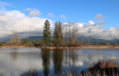 Yapraksız ağaçların yansımalarıyla bulutlu bir sonbahar öğleden sonra
