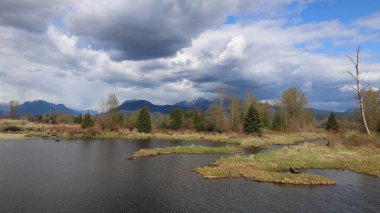 Bataklıklarda rüzgarlı ve serin bir öğleden sonra