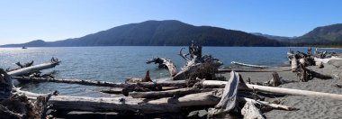 Pender Adası Pasifik plajında sürüklenen bir ağaç.