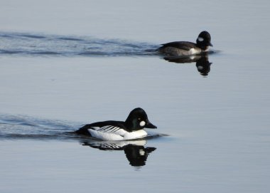 Gün batımında yüzen birkaç Goldeneye ördeği