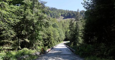 Dağ ormanları arasındaki toprak yolda köprü