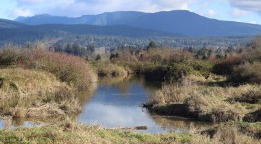 Çimenli bataklıklar arasında huzurlu bir dere