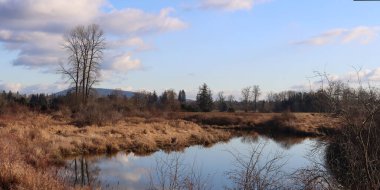 Yapraksız ağaçlar ve sakin bir pon ile sonbahar manzarası
