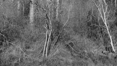 Yapraksız yabani çalılar ve karışık ağaçlar.