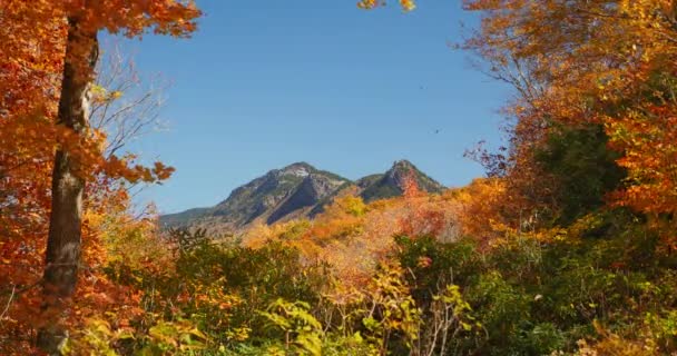 从五彩缤纷的秋天树上俯瞰高山 树叶从高处落下 美国北卡罗来纳州的蓝岭山脉祖父山 高质量5 7K镜头 Rec709 Aces — 图库视频影像
