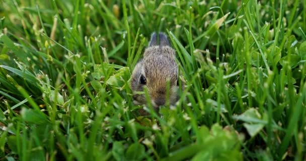 Primer Plano Bebé Conejo Tendido Hierba Verde Conejito Joven Caminando — Vídeos de Stock