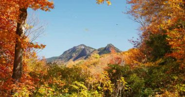 4K Grandfather Mountain in North Carolina during Autumn. Fall landscape with yellow and orange trees. Blue Ridge Parkway in North Carolina, USA. Leaves falling. High quality 4k footage. ACES - Output