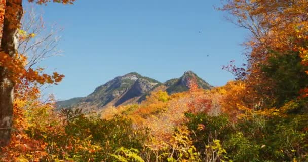 Φύλλα Πέφτουν Κοιτάζοντας Ένα Όμορφο Βουνό Μέσα Από Ένα Άνοιγμα — Αρχείο Βίντεο