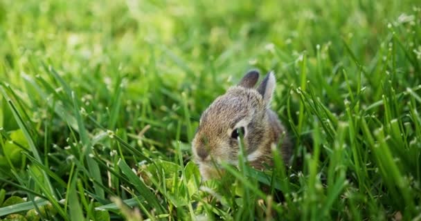 Baby Kanin Sitter Grönt Gräs Unga Kaniner Det Vår Högkvalitativ — Stockvideo