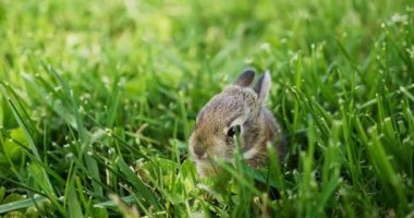 4K Baby Bunny yeşil çimlerde oturuyor. Genç tavşan. Bahar geldi. Yüksek kalite 4K görüntü. ACES Çıktısı - REC.709