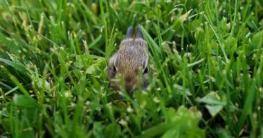 4K Baby Bunny yeşil çimlerde oturuyor. Genç tavşan. Bahar geldi. Yüksek kalite 4K görüntü. ACES Çıktısı - REC.709