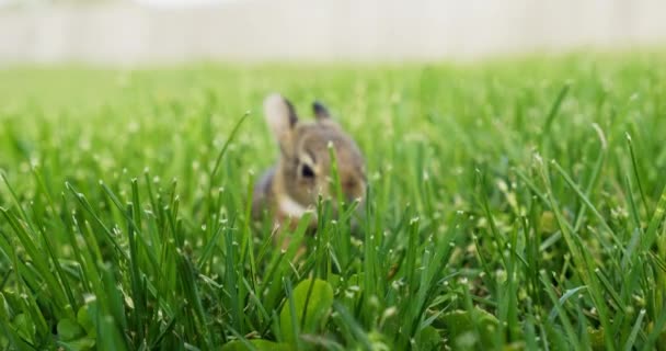 Bunnyは芝生の庭に座ってホッピングします カメラはウサギの目のレベルです 高品質4K映像 Aces Output Rec 709 — ストック動画