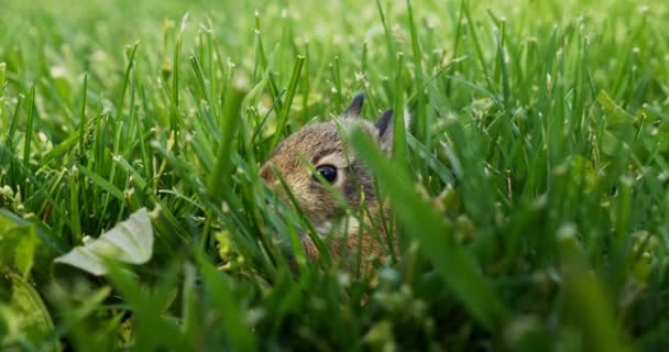 Conejito Bebé Sentado Hierba Verde Conejo Joven Primavera Imágenes Alta — Vídeos de Stock