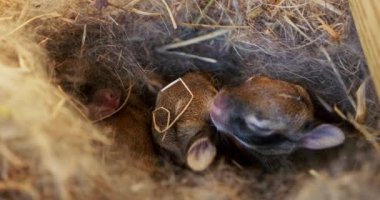 Yeni doğan tavşanların yakın çekim videosu saman yuvasına yerleştirilmiş, vahşi doğada yaşamın başlangıcının sakin bir kapsülü. Yüksek kalite 4k görüntü