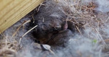 Yeni doğmuş tavşanların bir araya geldiği hoş bir klipte saman yuvası, hayvanlar alemindeki kardeş bağının tatlı bir tasviri. Yüksek kalite 4k görüntü