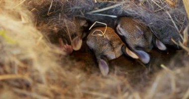 Hasır yuvalarında kucaklaşan yavru tavşanların büyüleyici görüntüleri, masumiyetin hassas bir tasviri ve doğadaki sıcaklığın. Yüksek kalite 4k görüntü