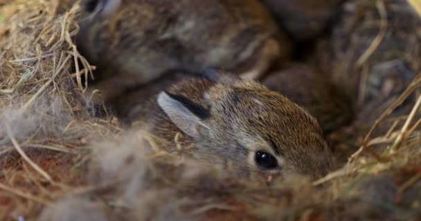 Vídeo Cerca Conejos Recién Nacidos Enclavados Nido Paja Una Serena — Vídeos de Stock