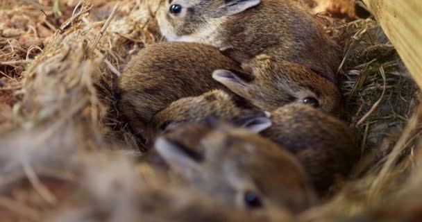 Close Video Newborn Rabbits Huddled Together Nest Gentle Display Natures — Stock Video