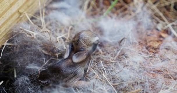 Πλάνα Νεογέννητων Κουνελιών Αγκαλιασμένα Μια Αχυρένια Φωλιά Μια Μαγευτική Αναπαράσταση — Αρχείο Βίντεο