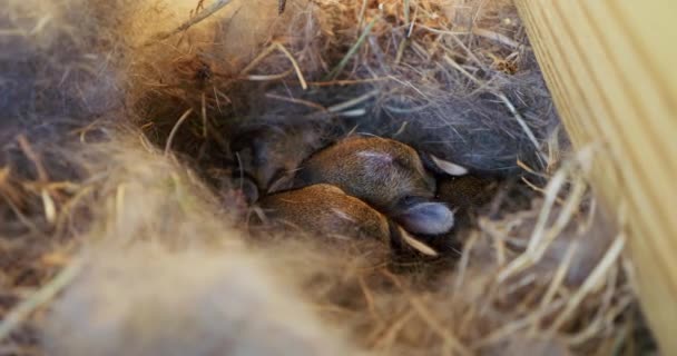 Newborn Rabbits Resting Peacefully Straw Nest Perfectly Capturing Heartwarming Tranquility — Stock Video