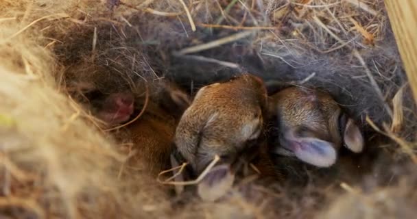 居心地の良い藁の巣の中で一緒に群がって生まれたウサギのクローズアップ映像 自然の中での若い生活の繊細で平和な瞬間を撮影します 高品質4K映像 — ストック動画