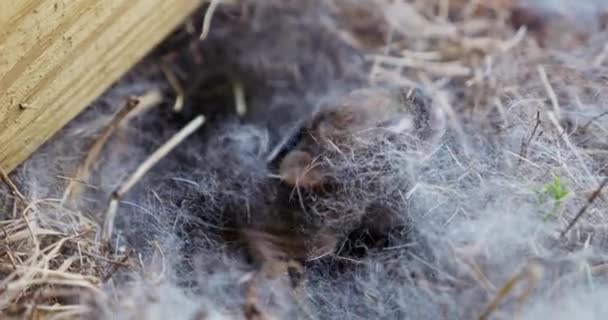 Närbild Videoklipp Nyfödda Kaniner Inbäddat Ett Halmbo Lugn Inkapsling Livets — Stockvideo