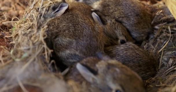 新生ウサギは藁の巣の中で静かに休息し 若い生活の心温まる静けさを完全に捉えます 高品質4K映像 — ストック動画